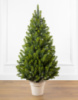 Лапландська весняна 110 см зелена з салатовими кінчиками маленька ялинка лита в горщику Сіга Груп