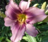 Лилейник Longfields Purple Eye