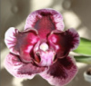 Phal Magic Purple = Dtps Fuller's (Phal Ever Spring King × OX Black)