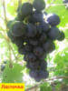 Виноград Ласточка (вегетирующий саженец) Черенок 65 грн.