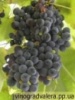Виноград Изабелла (вегетирующий саженец) Черенок 20 грн.