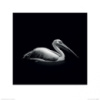 Постер у рамі Nicolas Evariste (Pelecanus) 40 х 40 см