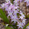 Хіонодокса forbesii Rosea , упаковка 5 шт