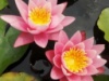 Нимфея «Пинк Сэнсэйшен»( Nymphaea «Pink Sensation») (взрослое растение)