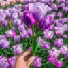 Тюльпан мультіфлора Purple Elegance
