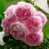 Троянда «Жасміна» Jasmina (KORcentex) Kordes Германия