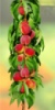 Персик колоновидный «Сувенир»