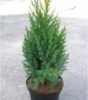 Ялівець китайський Стрікта (Juniperus chinensis Stricta), контейнер 1,5 л, висота 20 см.