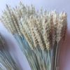 Колоски безостої пшениці 9-11 см, 100 шт.