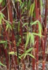 Бамбук Fargesia jiuzhaigou 1