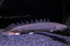 Полиптерус сенегальский (Polypterus senegalus) 8см