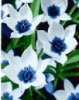 Картина за номерами «Білосніжні квіти» 40х50см
