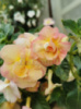 0-058 BriD's Honigblume