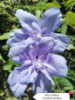 Гибискус древовидный штамбовый Blue Chiffon