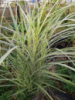 Мискантус Variegatus