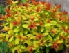Спірея японська Goldflame (Spiraea japonica ‘Goldflame’)