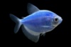 тернеция GloFish голубая