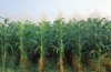 Засухоустойчивая кукуруза: зарождающаяся реальность