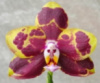Підліток P. (Lioulin Venus x Zheng Min Muscadina)