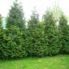 Туя західна Брабант (Thuja occidentalis Brabant), контейнер 3л. висота 60-70 см.