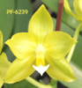 Phal Evergreen Smile 1.7 (мох)