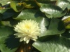 Нимфея «Пэррис Дабл Еллоу»(Nymphaea«Perry's Double Yellow» ) (взрослое растение)