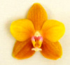 Phal. Apricot Essence в розмірі 1.7 (торфстакан)