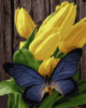 Картина за номерами «Метелик на тюльпанах» 40х50см