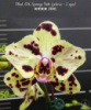 Підлітки орхідей від Міккі. Phal. OX Sponge Bob (peloric - 2 eyes) Ціна дійсна для передзамовлення