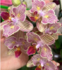 Phal Stripe Stars (Little Tiger) метелик1.7 (мох)