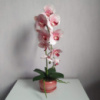 Штучна латексна орхідея VIP у рожевому керамічному кашпо на одну гілку біло-рожева