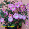 0-034 BriD's Casandra