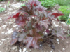 Гейхера «Пурпурний замок» (Heuchera ‘Palace Purple’)