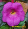 0-291 BriD's Maza НОВИНКА