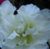 Азалия японская Шниперл (Azalea japonica Schneeperlе)