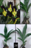 Catasetum tenebrosum