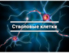 ЧТО ТАКОЕ СТВОЛОВЫЕ КЛЕТКИ.....