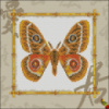Схема для вышивки Африканские бабочки Тизания агриппина