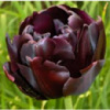 Тюльпан махровий Black Hero ( Блек Хіро )