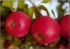 Яблоня Ред Топаз (Red Topaz) - диплоидный сорт