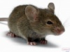 Уничтожение крыс в Кривом Роге