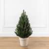 Лапландська зелена 70 см маленька ялинка лита в горщику Сіга Груп
