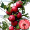 Яблуня «Сирена»