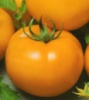Насіння Томатів середньостиглих сортів