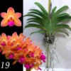Wuttiphanara Manoonya ‘Orange Fancy Pink Lip’