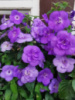 0-141 Double Blue Rose
