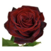 Троянда Кенія ♥️, магазин квітів на подолі, букет квітів, замовити доставка ⭐