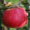 Яблоня Сирена (красномясая)
