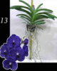 СИНЯ ВАНДА ІНДИГО. Vanda Tristar Blue