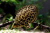 Ктенопома леопардовая (лат. Ctenopoma acutirostre)